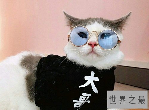 九命怪猫的说法科学吗？为你揭示其中奥迷！