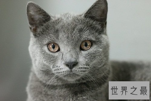 九命怪猫的说法科学吗？为你揭示其中奥迷！