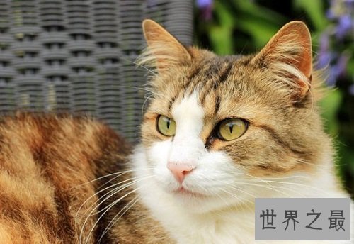 九命怪猫的说法科学吗？为你揭示其中奥迷！