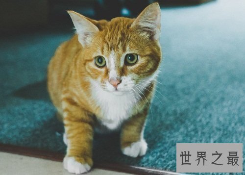 九命怪猫的说法科学吗？为你揭示其中奥迷！