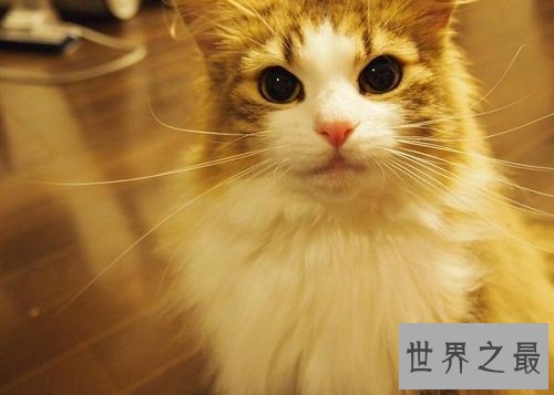 九命怪猫的说法科学吗？为你揭示其中奥迷！