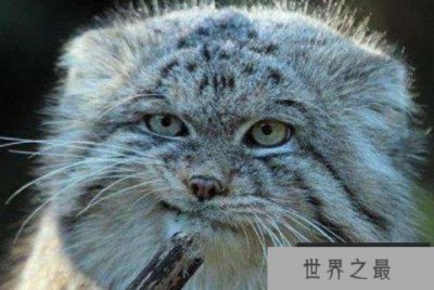 ​世界上最凶残的猫：帕拉斯猫极具攻击性