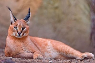 ​世界上最凶猛的猫，狞猫外号“天山童姥”