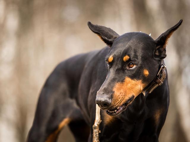 世界狗狗智商前五比拼，边境牧羊犬居然才排第三！