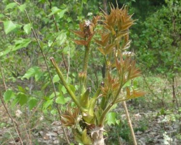 ​被誉为天下第一山珍野菜