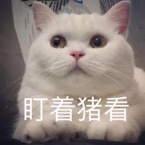 ​宠物猫眼睛很多分泌物怎么回事？