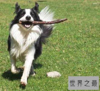 ​狗的智商排名 盘点智商超高的十大犬种！