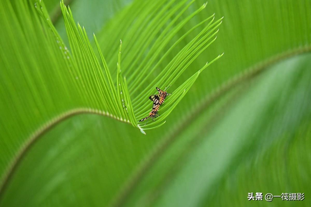 苏铁上美丽的鹿蛾