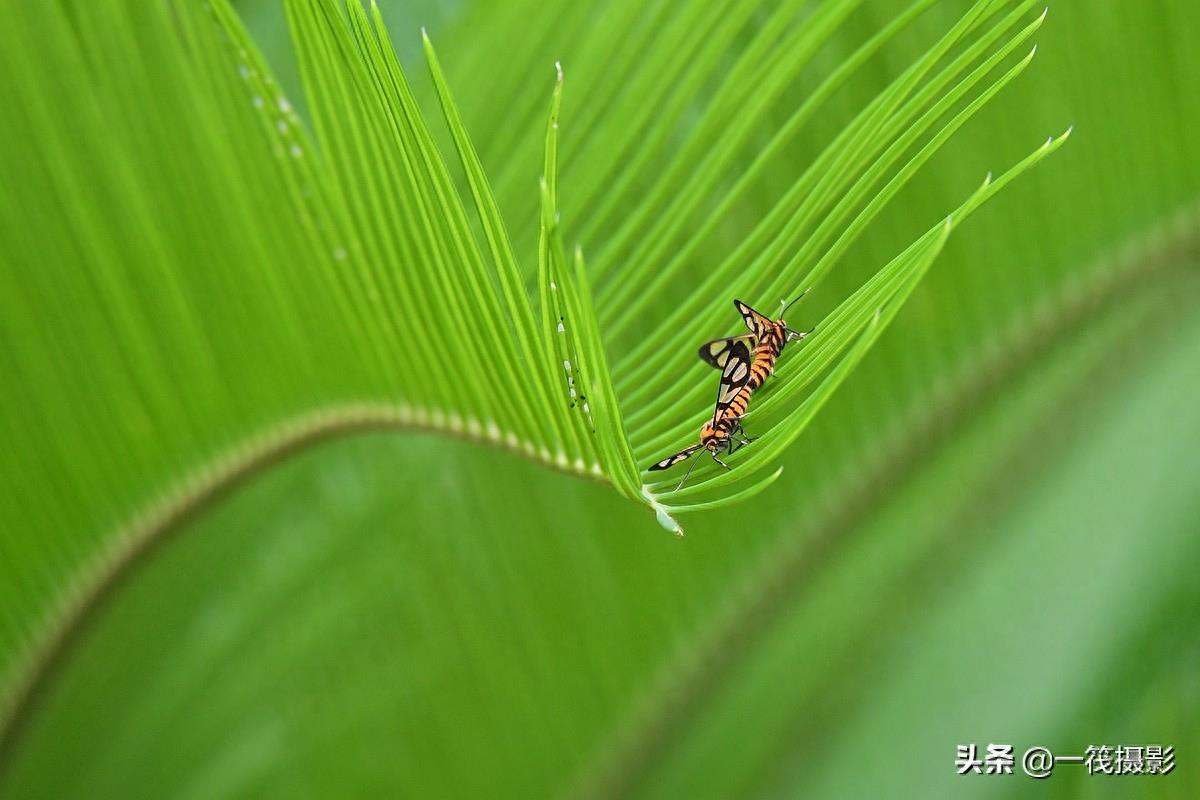 苏铁上美丽的鹿蛾